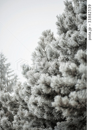 Branches of a fir covered with cones and snow Branches of a fir covered with cones and snow 33882539