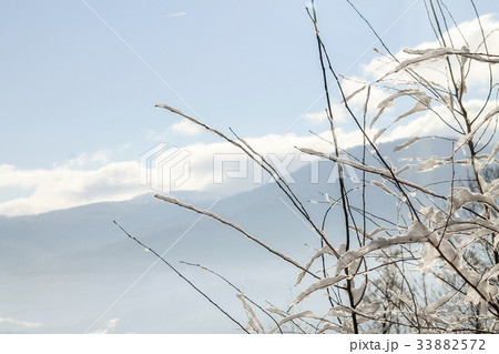 Branches covered with snow Branches covered with snow 33882572