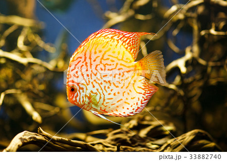 Discus Symphysodon spp. , freshwater fish native 33882740