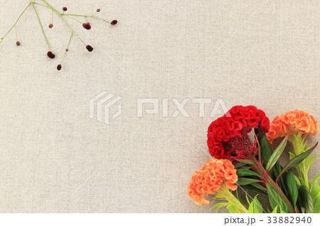 秋の草花 秋の草花 33882940