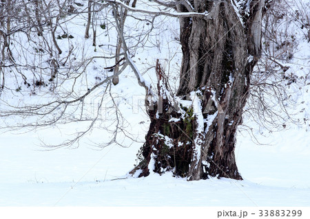 初冬の大木 初冬の大木 33883299