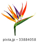 Bird of paradise flower  isolated on white 33884058