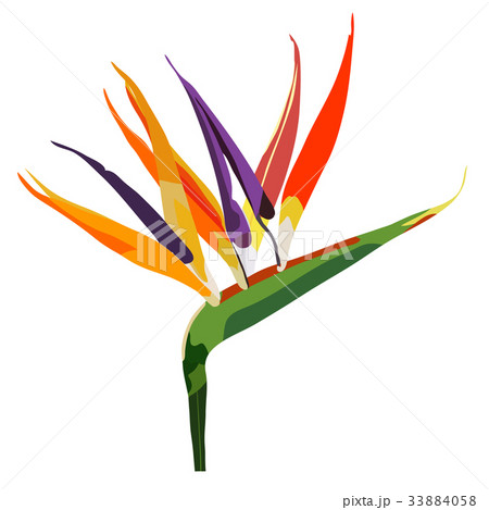 Bird of paradise flower  isolated on white 33884058