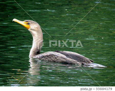 Toronto Lake cormorant swimming 2017 33884179