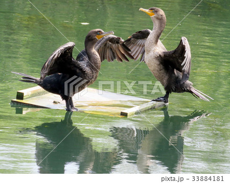 Toronto Lake cormorants 2017 33884181