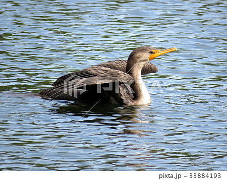 The cormorant swimming with raised wings 2017 33884193