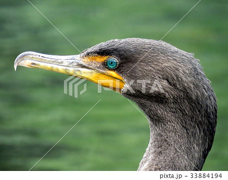 Toronto Lake the portrait of cormorant 2017 33884194
