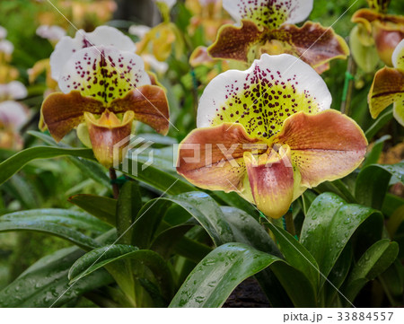 Lady slipper or Paphiopedilum Slipper Orchid Lady slipper or Paphiopedilum Slipper Orchid 33884557