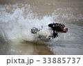 english springer spaniel pet gundog jumping water 33885737