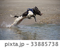 english springer spaniel pet gundog jumping water 33885738