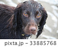 Handsome chocolate working type cocker spaniel pup 33885768