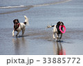 Working type english springer spaniel pet gundogs 33885772