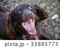 Handsome chocolate working type cocker spaniel pup 33885773