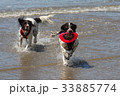 Working type english springer spaniel pet gundogs 33885774