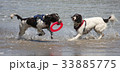 Working type english springer spaniel pet gundogs 33885775