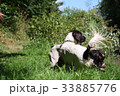 Working type english springer spaniel pet gundogs 33885776