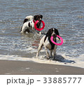 Working type english springer spaniel pet gundogs 33885777