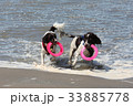 Working type english springer spaniel pet gundogs 33885778