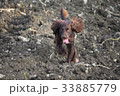 Handsome chocolate working type cocker spaniel pup 33885779