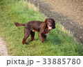 Handsome chocolate working type cocker spaniel pup 33885780