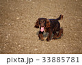 Handsome chocolate working type cocker spaniel pup 33885781