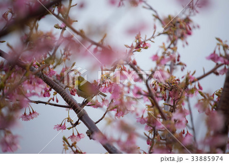 津久見市四浦半島の河津桜とメジロ 33885974