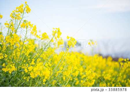 関崎海星館の菜の花 関崎海星館の菜の花 33885978