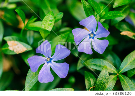Close Two Small Garden Blossom Lilac Flower 33886120