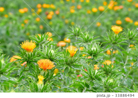 ベニバナ(山形県) ベニバナ(山形県) 33886494