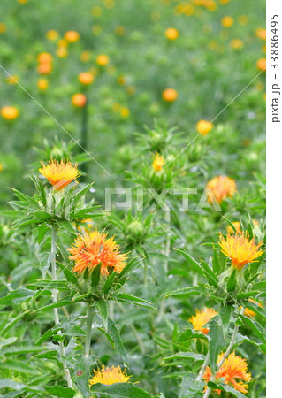 ベニバナ(山形県) ベニバナ(山形県) 33886495