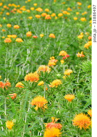 ベニバナ(山形県) ベニバナ(山形県) 33886497