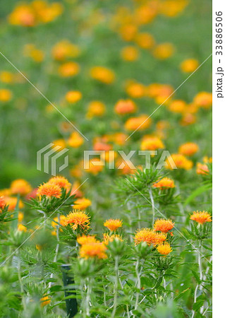 ベニバナ（山形県） 33886506