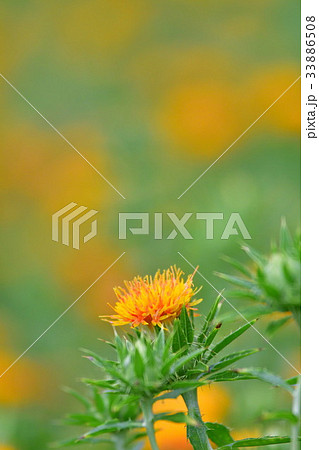 ベニバナ（山形県） 33886508