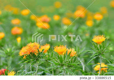 ベニバナ（山形県） 33886515