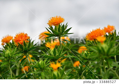 ベニバナ(山形県) ベニバナ(山形県) 33886527