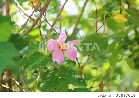 フヨウの花 フヨウの花 33887018