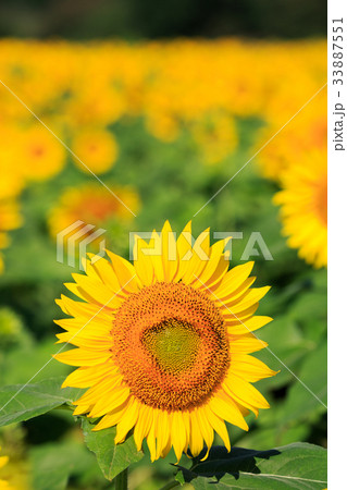 ひまわり 33887551