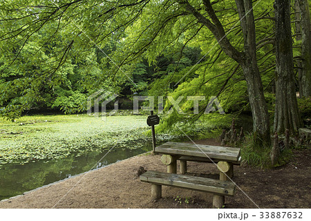 池と木のある風景　（神戸市立森林植物園） 33887632