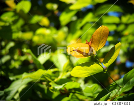 blur background from variety of green plant leaves blur background from variety of green plant leaves 33887831