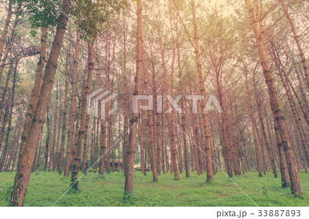 trunks of tall old trees in a pine forest trunks of tall old trees in a pine forest 33887893
