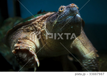 turtle swimming underwater environment reptile  33887987