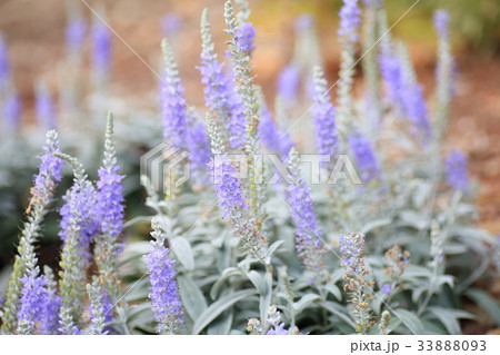 トウテイランの花 33888093