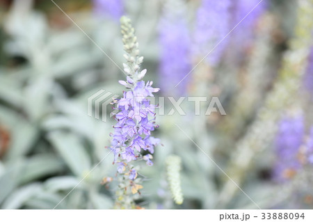 トウテイランの花 33888094
