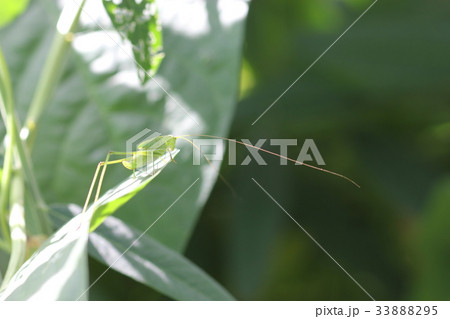 サトクダマキモドキの幼虫（メス）０１ 33888295