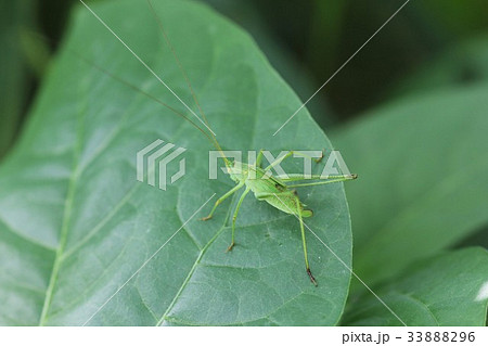 サトクダマキモドキの幼虫(メス)02 サトクダマキモドキの幼虫(メス)02 33888296