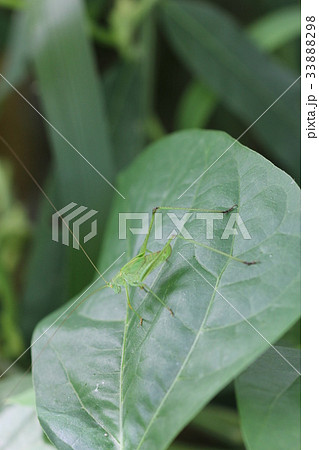 サトクダマキモドキの幼虫（メス）０４ 33888298