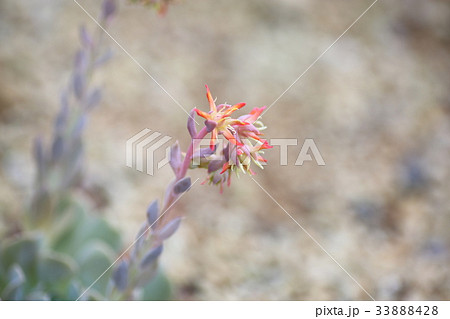 サボテンの花 33888428