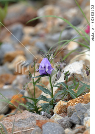 ホタルブクロ　ツリガネソウ 33888552