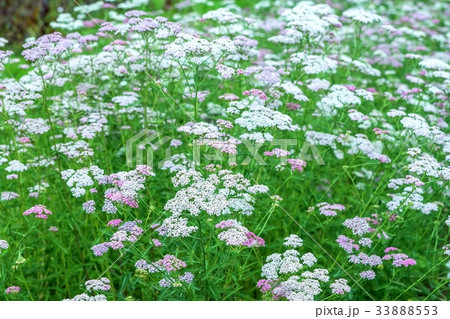 ノコギリソウ ノコギリソウ 33888553