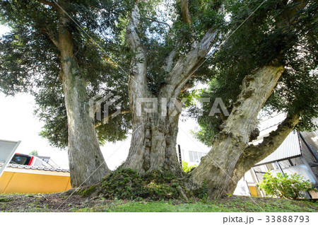 チャボガヤの古木　山形県 33888793